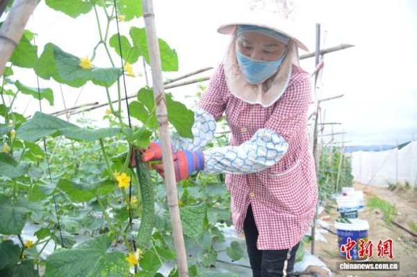 乐红网 三亚首批冬季瓜菜开摘 明年1月将大规模上市